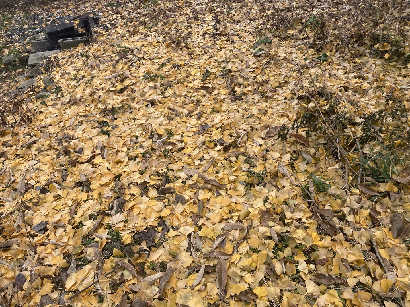 Meeting 9:30~11pm, Nov 26 (Wed)