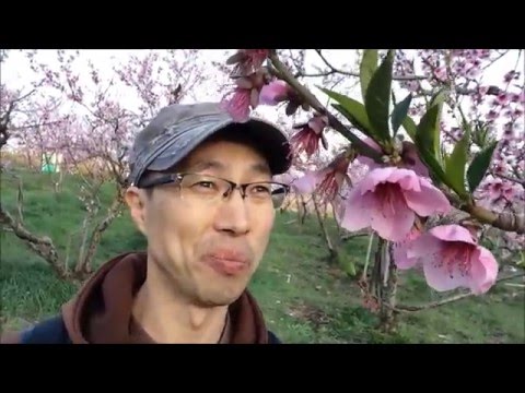 Bucheon Peach flower festival (부천 복숭아..